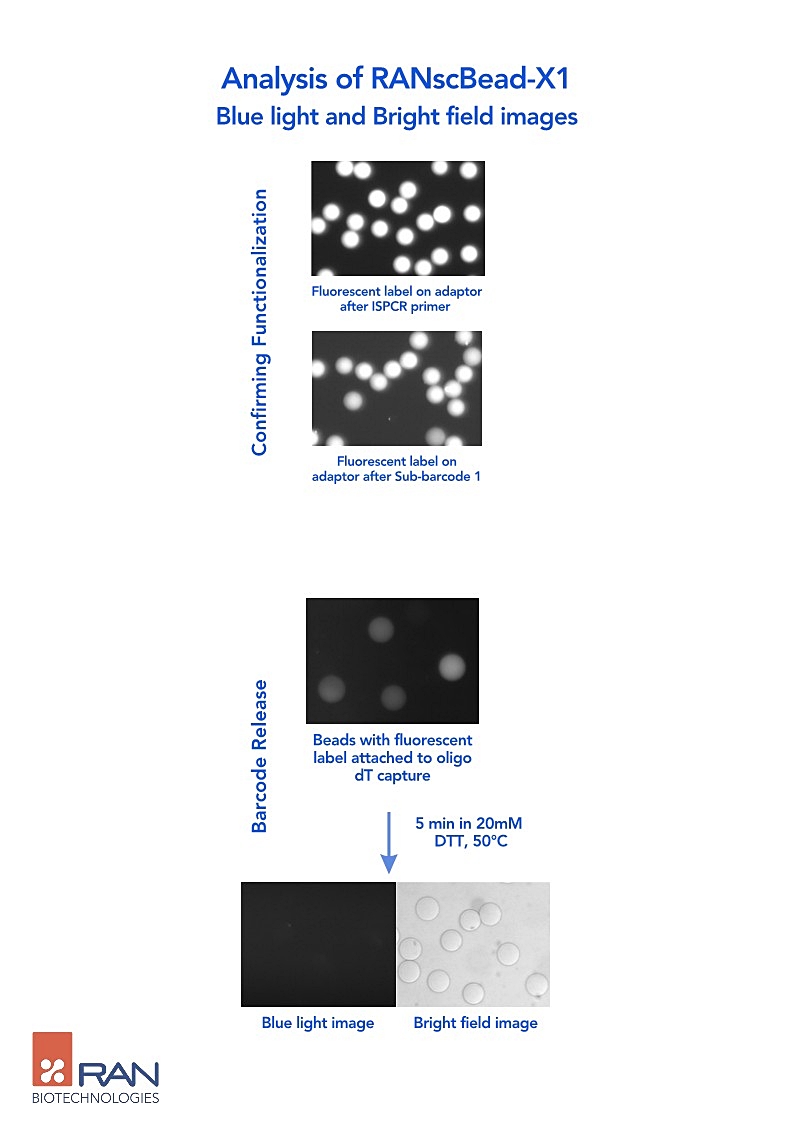 RANscBEAD-X1-vf-em_4.jpg