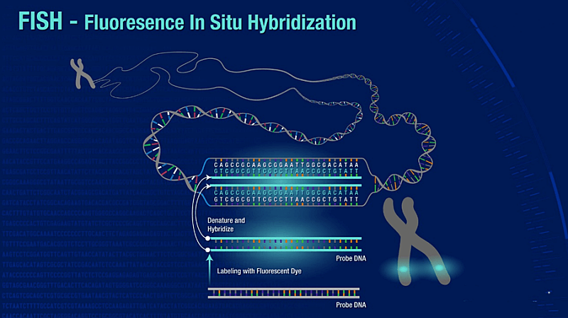 Fluorescent-In-Situ-hybridization-FISH-figure2-1115.png