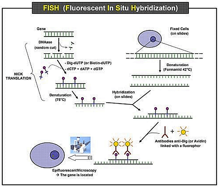 Fluorescent-In-Situ-hybridization-FISH-figure1-1115.png