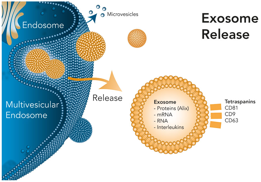 Exosome Release.png